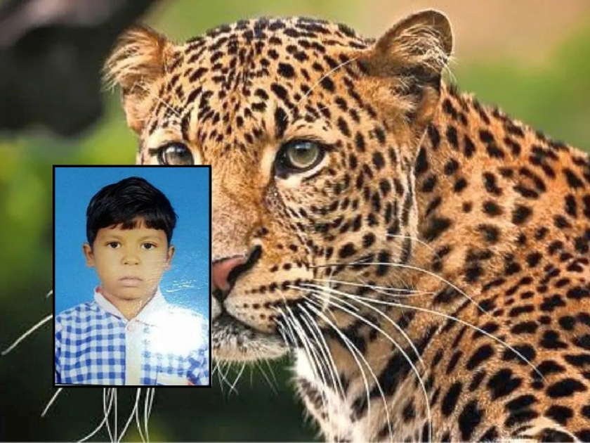 9 year old boy killed in leopard attack; Incident in Korpana Taluka | शेतात गेलेल्या चिमुकल्याला बिबट्याने केले ठार; कोरपना तालुक्यातील घटना