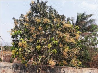 Efforts should be made for mango cultivation in Raigad | रायगडमध्ये आंबा बागायती लागवडीसाठी प्रयत्न व्हावेत