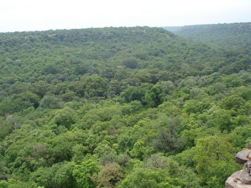 Challenge to exclude from the definition of zudpi forest in the area of ​​86,000 hectares | ८६ हजार हेक्टरवर क्षेत्र झुडपी जंगलाच्या व्याख्येतून वगळण्याला आव्हान