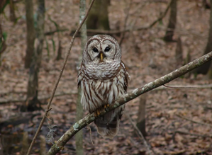 US wildlife authorities finalise plan to kill nearly half a million invasive barred owls despite controversy