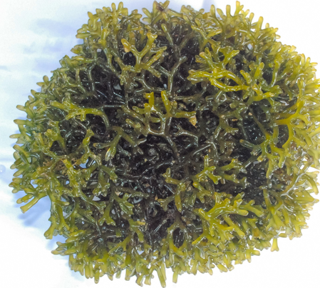 Global Expo to chart India’s ‘Seaweed 2030’ growth vision