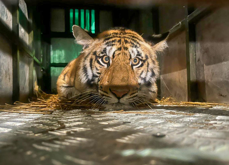 Environment Ministry submits biodiversity report under Kunming-Montreal framework