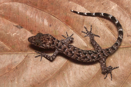 Assam CM hails new Gecko discovery as boost to northeast biodiversity