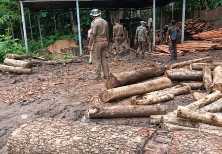 Meghalaya: Illegal timber network busted; Forest dept raids four sawmills