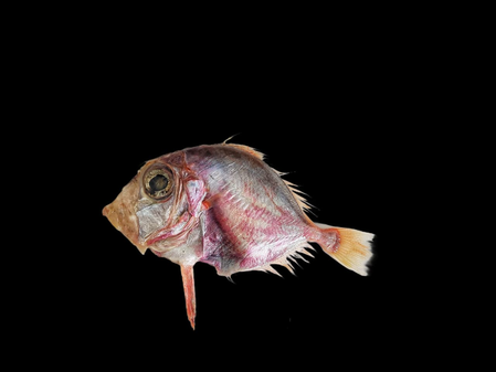 CMFRI identifies new fish species in Arabian Sea