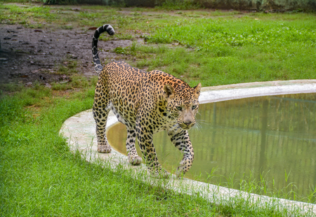 Rajasthan: Three injured as leopard enters liquor shop in Tonk