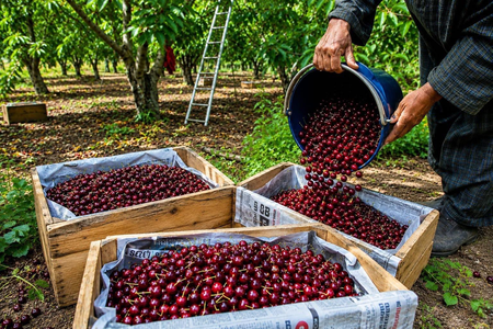 APEDA facilitates first export of J&K's premium cherries, plums to UAE