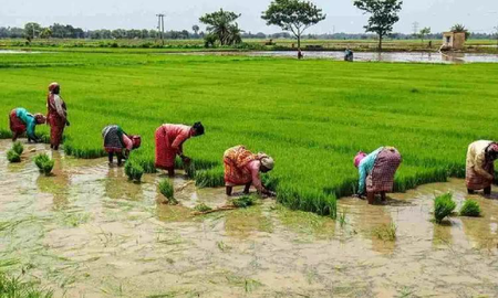 Uneven rainfall aids field preparation in TN's Nagapattinam, but farmers undecided on samba cultivation