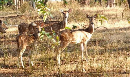 50 spotted deer released in Gujarat forests to strengthen ecosystem, reduce human