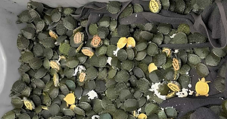 eared slider turtles at Kolkata Airport from passenger coming from Bangkok