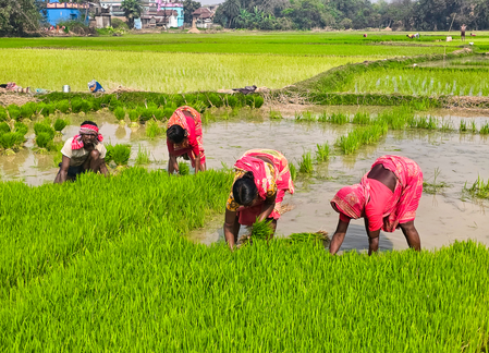 Biodiversity authority releases Rs 8.22 crore to rice research institutions, rice