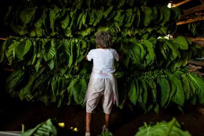 Market conditions for FCV tobacco auction improving, says Andhra minister
