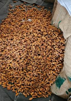 origin dry dates in transshipment crackdown