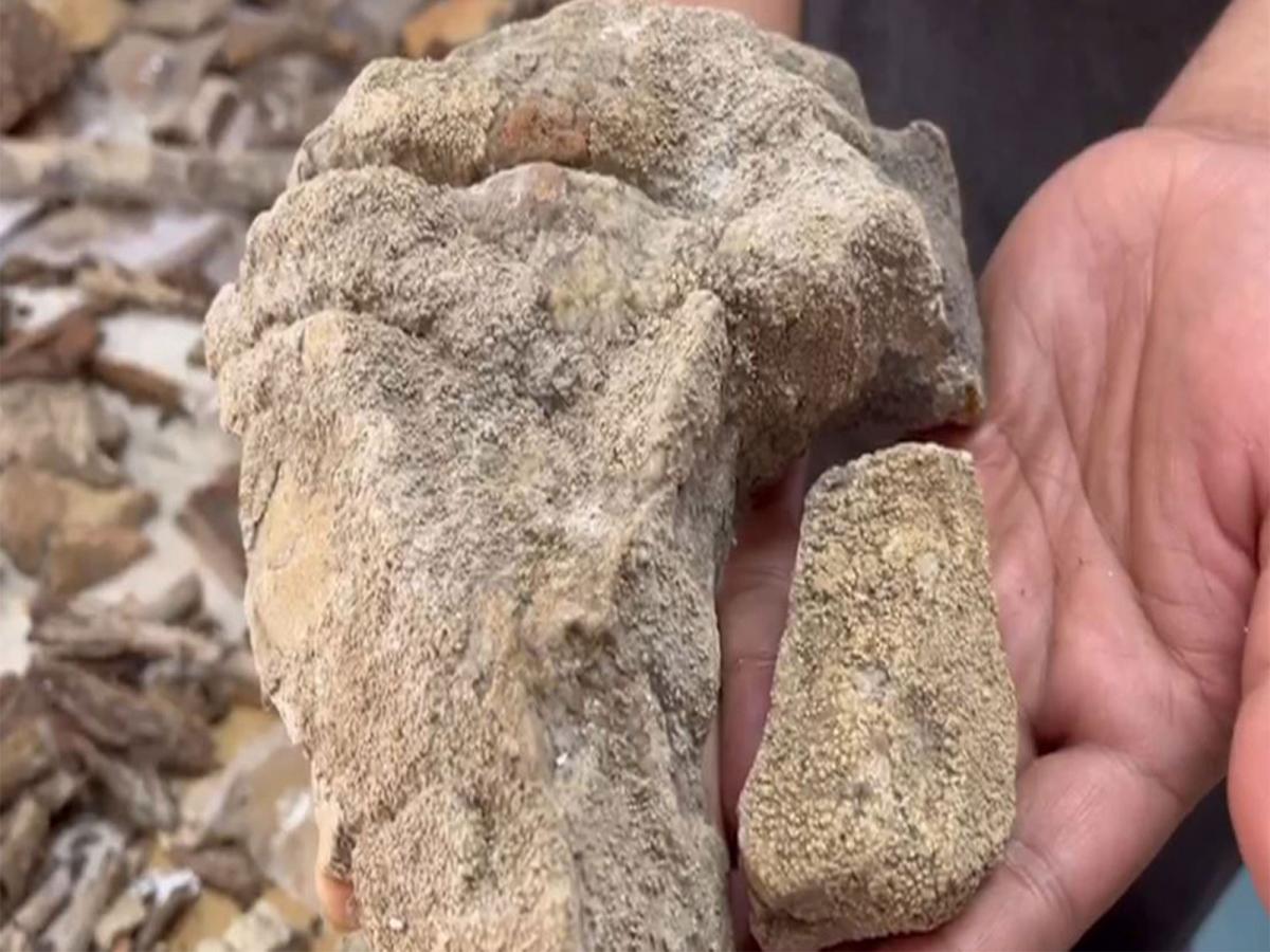 148 Lichen species with potential anti-cancer properties identified in Simlipal National Park; highest ever in Odisha