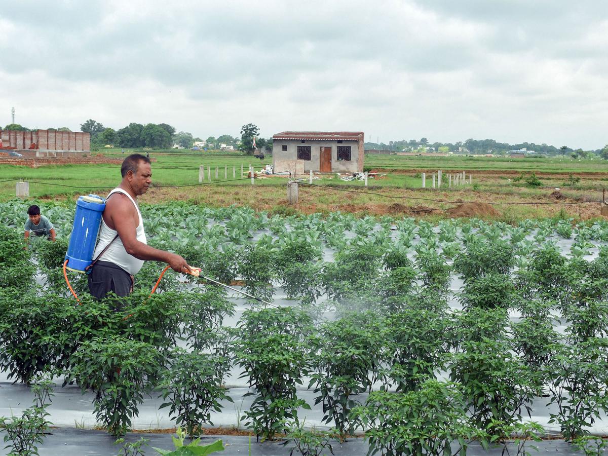 Telangana procures record 80 LMT paddy, seeks revised target and CMR ...