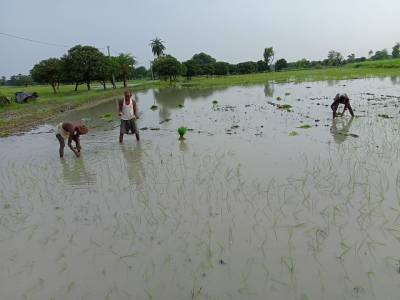 Cultivation of Bio-fortified rice gaining popularity in Bihar - www ...