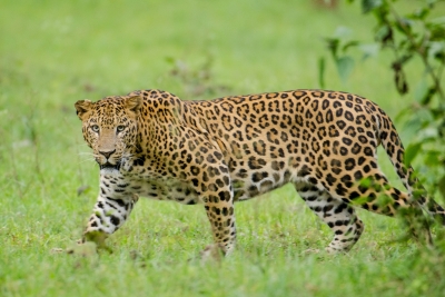Leopard enters Kota???s Chhatra Vilas Garden, climbs 40-foot Jamun tree