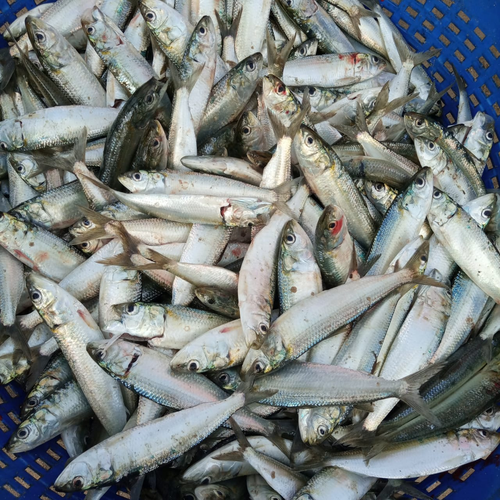 El Nino may hit sardine catch next year, warns CMFRI