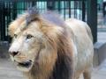 4 lions in Chennai zoo diagnosed with Delta variant of Covid-19 - Hindi News | 4 lions in Chennai zoo diagnosed with Delta variant of Covid-19 | Latest health News at Lokmattimes.com