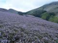 Madikeri hills witness Neelakurinji bloom after 12 years - Hindi News | Madikeri hills witness Neelakurinji bloom after 12 years | Latest international News at Lokmattimes.com