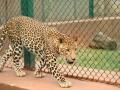 Union Minister Ramdas Athawale 'adopts' leopard in Mumbai's SGNP - Hindi News | Union Minister Ramdas Athawale 'adopts' leopard in Mumbai's SGNP | Latest national News at Lokmattimes.com