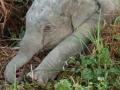 Elephant calf dies after being hit by train in Assam - Hindi News | Elephant calf dies after being hit by train in Assam | Latest national News at Lokmattimes.com