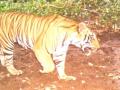 Centre, T'gana blame each other for not doing enough for tiger conservation - Hindi News | Centre, T'gana blame each other for not doing enough for tiger conservation | Latest politics News at Lokmattimes.com