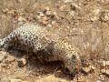 Leopard dies by electrocution in UP - Hindi News | Leopard dies by electrocution in UP | Latest national News at Lokmattimes.com