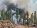 Oregon wildfire scorches area 1.5 times the size of NYC - Hindi News | Oregon wildfire scorches area 1.5 times the size of NYC | Latest politics News at Lokmattimes.com