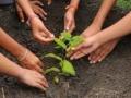 Green India Challenge to plant 3 cr saplings in an hour on July 24 - Hindi News | Green India Challenge to plant 3 cr saplings in an hour on July 24 | Latest international News at Lokmattimes.com