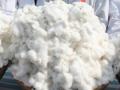 Centre increases maximum sale price of Bt cotton seed - Hindi News | Centre increases maximum sale price of Bt cotton seed | Latest politics News at Lokmattimes.com