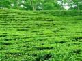 Assam govt plans major outreach for 200 years of tea industry - Hindi News | Assam govt plans major outreach for 200 years of tea industry | Latest politics News at Lokmattimes.com