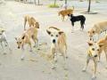 Growth of street dog population poses an urban management challenge - Hindi News | Growth of street dog population poses an urban management challenge | Latest national News at Lokmattimes.com