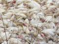 India experienced 41 outbreaks of bird flu in 10 states in 2025: Centre - Hindi News | India experienced 41 outbreaks of bird flu in 10 states in 2025: Centre | Latest health News at Lokmattimes.com