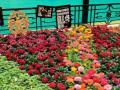 Iconic Bengaluru flower show postponed due to pandemic - Hindi News | Iconic Bengaluru flower show postponed due to pandemic | Latest national News at Lokmattimes.com