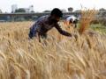 Punjab ready for bumper wheat harvest of 182 lakh tonnes - Hindi News | Punjab ready for bumper wheat harvest of 182 lakh tonnes | Latest business News at Lokmattimes.com