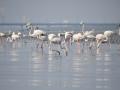 Maha seeks Ramsar status for Thane Creek, abode of Flamingos - Hindi News | Maha seeks Ramsar status for Thane Creek, abode of Flamingos | Latest maharashtra News at Lokmattimes.com