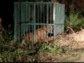 Tigress captured in Uttar Pradesh's Lakhimpur Kheri - Hindi News | Tigress captured in Uttar Pradesh's Lakhimpur Kheri | Latest national News at Lokmattimes.com