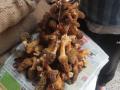 World's most prized morel mushroom plentiful in Himachal forests - Hindi News | World's most prized morel mushroom plentiful in Himachal forests | Latest national News at Lokmattimes.com