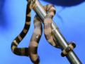 4 venomous Kraits rescued from a 20-ft borewell in Agra - Hindi News | 4 venomous Kraits rescued from a 20-ft borewell in Agra | Latest international News at Lokmattimes.com