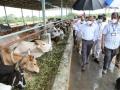 Palamaner 'goshala' to be developed as hub for 'desi' cow breeds: TTD - Hindi News | Palamaner 'goshala' to be developed as hub for 'desi' cow breeds: TTD | Latest international News at Lokmattimes.com
