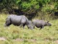 Rhinos spotted in Assam forest, days after eviction of squatters - Hindi News | Rhinos spotted in Assam forest, days after eviction of squatters | Latest national News at Lokmattimes.com
