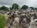 Thousands of cows on Gujarat highways block traffic as govt fails to fund shelter homes - Hindi News | Thousands of cows on Gujarat highways block traffic as govt fails to fund shelter homes | Latest politics News at Lokmattimes.com