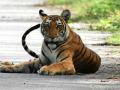 Royal Bengal tiger dies of heart failure at Hyderabad Zoo - Hindi News | Royal Bengal tiger dies of heart failure at Hyderabad Zoo | Latest national News at Lokmattimes.com