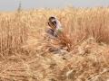 Pak to favourably consider Taliban request for transporting wheat from India - Hindi News | Pak to favourably consider Taliban request for transporting wheat from India | Latest politics News at Lokmattimes.com