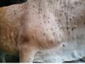 Lumpy Skin Disease reported in 10 states, over 28 cr animals vaccinated: Centre - Hindi News | Lumpy Skin Disease reported in 10 states, over 28 cr animals vaccinated: Centre | Latest health News at Lokmattimes.com