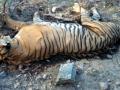 Tiger dies in UP under mysterious circumstances - Hindi News | Tiger dies in UP under mysterious circumstances | Latest national News at Lokmattimes.com