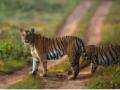 MP reports highest tiger deaths between 2012-2019 - Hindi News | MP reports highest tiger deaths between 2012-2019 | Latest national News at Lokmattimes.com