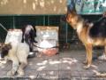 Man's best friend bites: Pitbulls, German Shepherds spread terror in Noida-G'bad - Hindi News | Man's best friend bites: Pitbulls, German Shepherds spread terror in Noida-G'bad | Latest national News at Lokmattimes.com