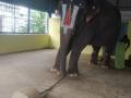 New video shows continued torture of Assam elephant in TN temple - Hindi News | New video shows continued torture of Assam elephant in TN temple | Latest national News at Lokmattimes.com